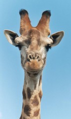 girafe-tete.jpg